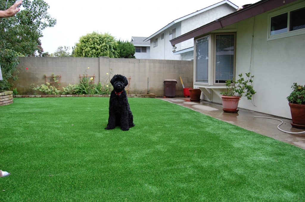 Synthetic Lawn Pet Turf Escondido, Top Rated Artificial Grass Installation for Dogs