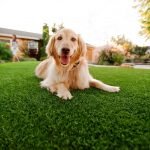 Synthetic Grass For Dogs Escondido, Artificial Lawn Dog Run Installation