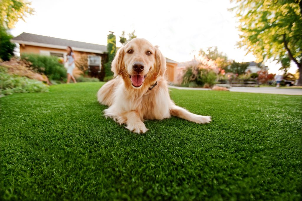 Synthetic Grass For Dogs Escondido,
