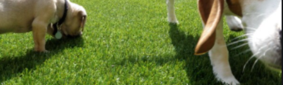 ▷Life-Changing Perks Of Artificial Grass For Pet Owners Escondido