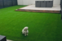 Keep The Best Artificial Grass Clean While Having Dogs Escondido