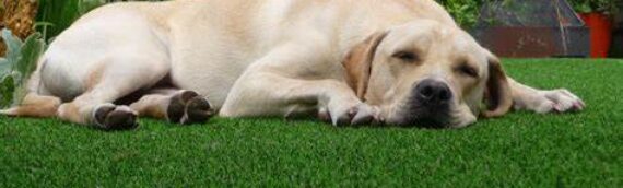 ▷3 Game Changing Advantages Of Artificial Turf For Pet Owners In Escondido