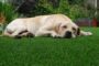 3 Game Changing Advantages Of Artificial Turf For Pet Owners In Escondido